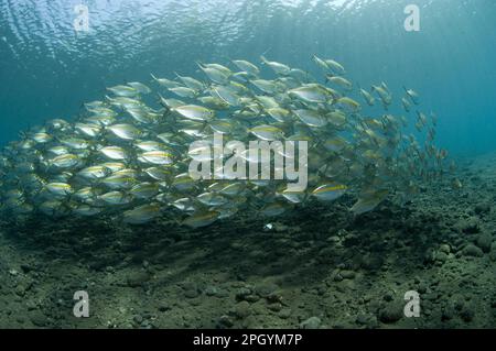 Yellowstripe Scad, Yellowstripe Scad, Andere Tiere, Fische, Tiere, Dornmakrele, Gelbstreifenmakrele (Selaroides leptolepis), Schwimmen Stockfoto