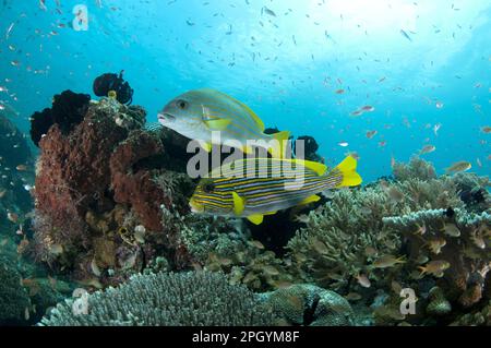 Bänder-Süßlippe (Plectorhinchus polytaenia) und Gelb-gestreifte Süßlippen (Plectorhinchus chrysotaenia) Erwachsene, die im Riff schwimmen, Mioskon Stockfoto