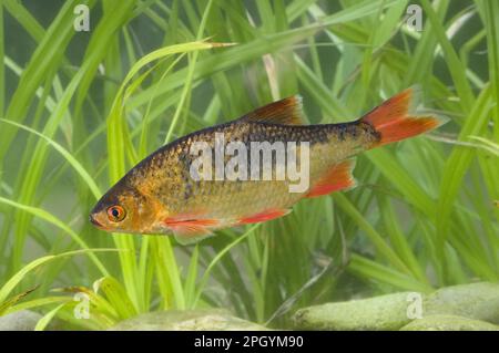 Rudd (Scardinius erythrophthalmus), Roach, Rodd, Rote Rüben, Tiere, andere Tiere, Fische, Karpfen, Seezunge „Golden Rudd“-Farbe Stockfoto