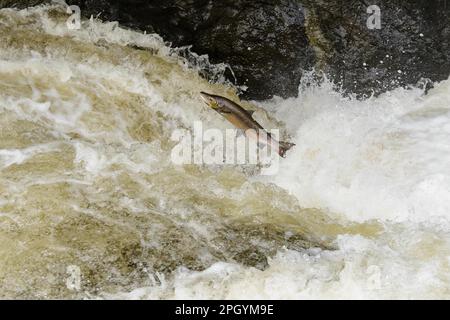 Ausgewachsener atlantischer Lachs (Salmo Salar) springt den Wasserfall hinauf, geht flussaufwärts zur Laichstelle, Buchanty-Auslauf, Fluss Almond, Perth und Kinross Stockfoto