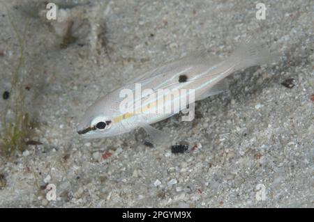 Dorie Schnapper (Lutjanus fulviflamma), Jugendliche, in Nachtfarben, schwimmen im Riff bei Nacht, Waigeo Island, Raja Ampat, West Papua, Neuguinea Stockfoto