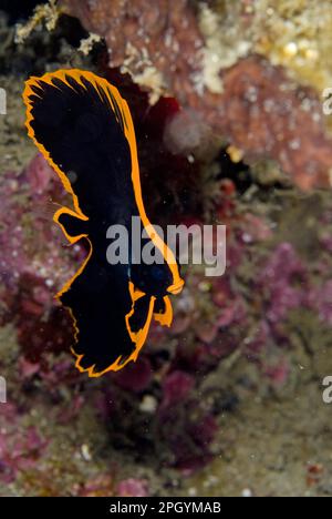 Pinnate Batfish (Platax pinnatus), Pinnate Batfish, andere Tiere, Fische, barschartige, Tiere, Jungfische mit Zapfen, Schwimmen, Lembritinsel Stockfoto