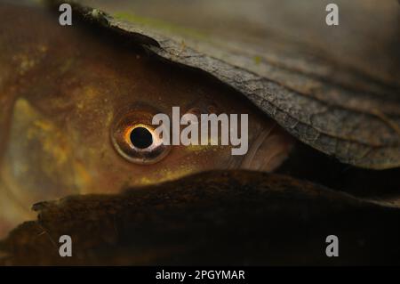 Tench (Tinca tinca), ausgewachsener, in Laubstreu am Grund des Teiches, Yorkshire, England, Vereinigtes Königreich Stockfoto