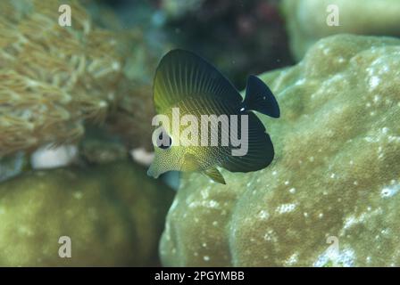 Brown tang (Zebrasoma scopas) juvenile, Fiabacet Island, Raja Ampat Islands (vier Könige), West Papua, Neuguinea, Indonesien Stockfoto