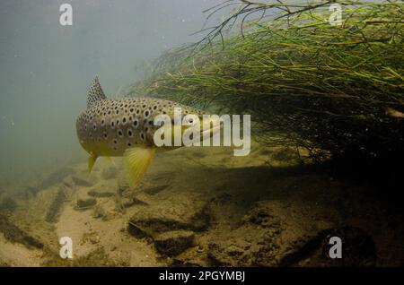 Salmo trutta forma fario, Braunforelle, Flusforelle, Bergforelle, Steinforelle, Braunforelle, Braunforelle (Salmo trutta fario), Bergforelle Stockfoto