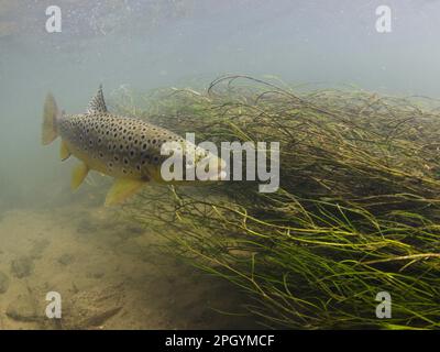 Salmo trutta forma fario, Braunforelle, Flusforelle, Bergforelle, Steinforelle, Braunforelle, Braunforelle (Salmo trutta fario), Bergforelle Stockfoto