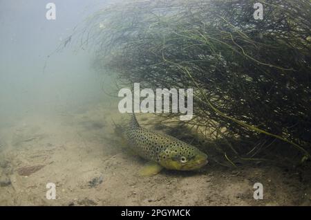 Salmo trutta forma fario, Braunforelle, Flusforelle, Bergforelle, Felsforelle, Braune Forelle, braune Forellen (Salmo trutta fario), Bergforelle, Felsen Stockfoto