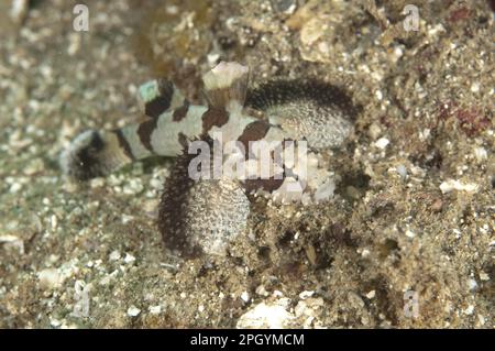 Froschfische, Krötenfische, Froschfische, Krötenfische, andere Tiere, Fisch, Perch-ähnliche Tiere, Schwertfisch (Halophyme diemensis) Erwachsene, Ambon Island, Maluku Stockfoto