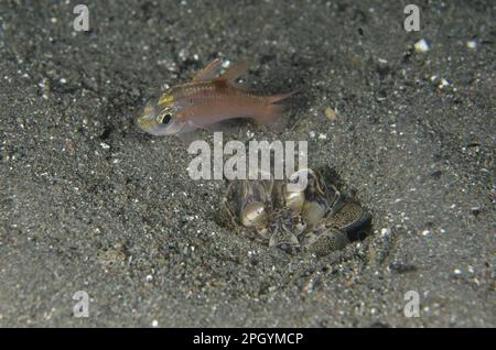 Spearing Mantis Shrimp (Lysiosquillina tredecimdentata), ausgewachsen, in einer Höhle neben ahnungsloser kleiner Fischbeute in der Nacht, Horseshoe Bay, Nusa Kode Stockfoto