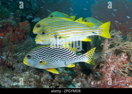 Diagonale Süßlippe (Plectorhinchus Bänder Sweetlip (Plectorhinchus Polytaenia) und Diagonale Band Sweetlips Erwachsene, die zusammen schwimmen Stockfoto