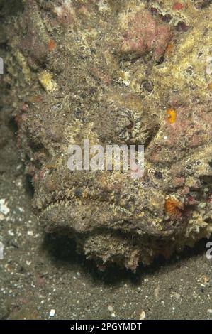 Riffsteinfisch (Synanceia verrucosa), echter Steinfisch, andere Tiere, Fische, barschartige Fische, Tiere, Riff Stonefish Erwachsene, Nahaufnahme des Kopfes, Ambon Stockfoto