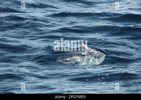 Ocean Sunfish (Mola mola), Erwachsener, Schwimmen mit Rückenflossen an der Wasseroberfläche, Penzance, Cornwall, England, Vereinigtes Königreich Stockfoto
