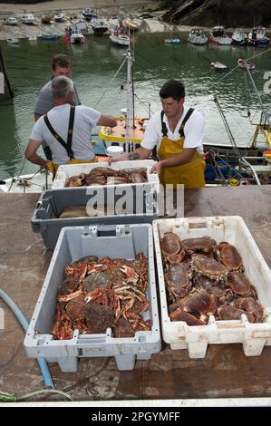 Krabbenfischen, Fischer, die Spiny Spider Crab (Maia Squinado) und essbare Krabben (Cancer pagurus) anlanden, fangen im Hafen, Newquay, Cornwall, England