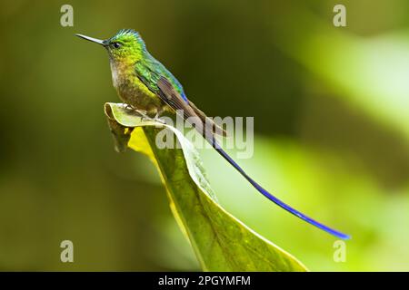 Violettschwanz-Sylph (Aglaiocercus coelestis), männlich, ausgewachsener Mann, auf einem Blatt im montanen Regenwald, Anden, Ecuador Stockfoto