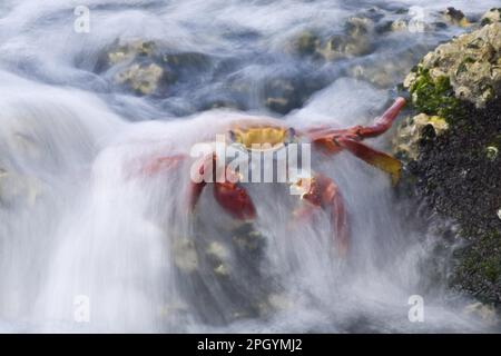 Rote Klippenkrabbe, Rote Klippenkrabbe, Rote Klippenkrabbe, andere Tiere, Krabben, Krebstiere, Tiere, Wellen waschen sich über sally lightfoot Krabben Stockfoto