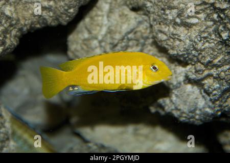 Golden Labidochromis, andere Tiere, Fische, Tiere, Cichlids, Golden Cichlid ein Süßwasserfisch aus dem Malawi-See Stockfoto