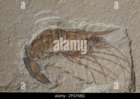 Andere Tiere, Krebstiere, Tiere, Fossilgarnelen (Carpopenaeus callirostis) aus Kreidekalkstein, Hjoula, Libanon Stockfoto