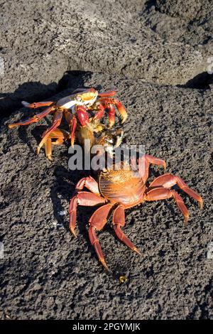 Zwei sally lightfoot Crabs (Grapsus grapsus) fressen tote Krabben Stockfoto