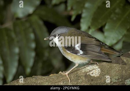 Poecilodryas albispecularis, Weißbrauen-Fliegenfänger, Weißbraun-Fliegenfänger, Singvögel, Tiere, Vögel, Grauköpfiger Robin (Poecilodryas Stockfoto