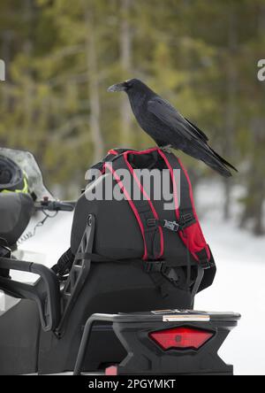 Adulte gemeine Rasse (Corvus corax sinuatus), Untersuchungspaket auf Schneemobil, Yellowstone N. P. utricularia ochroleuca (U.) (U.) S. A. Stockfoto