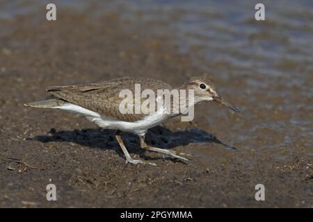 Gewöhnlicher Sandpiper (Actitis hypoleucos), Erwachsener, Zuchthupfer, auf der Suche nach Schlamm, Spanien Stockfoto