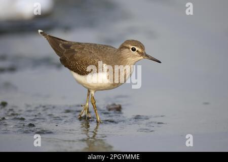 Gewöhnlicher Sandpiper (Actitis hypoleucos) juvenil, Walking in flachem Wasser, Hongkong, China Stockfoto