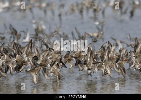 Curlew Sandpiper (Calidris ferruginea) Herden, im Flug, in Panik in Gezeitenschlammgebieten, Mai Po Marshes Nature Reserve, New Territories, Hongkong, China Stockfoto