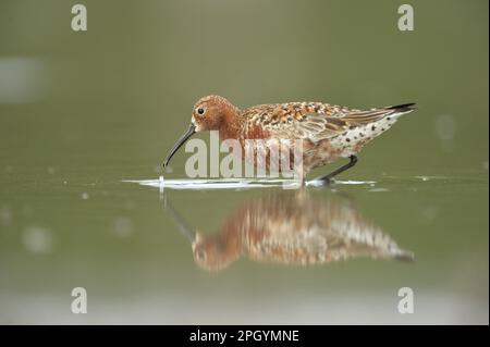 Curlew Sandpiper (Calidris ferruginea) ausgewachsen, Zucht von Gefieder, Fütterung in flachem Wasser an der Küste, Schwarzes Meer, Dobruja, Rumänien Stockfoto