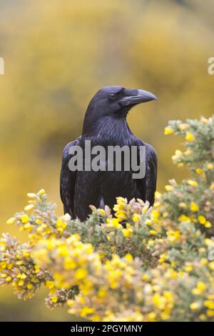 Erwachsener Raben (Corvus corax), der zwischen den Blüten des Gemeinen Gorses (Ulex europaeus), Suffolk, England, Mai (in Gefangenschaft) sitzt Stockfoto