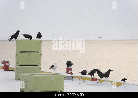 Gemeiner Rabe (Corvus corax), Plünderungen im schneebedeckten Fischereihafen, Grundarfjordur, Snaefellsnes, Vesturland, Island Stockfoto