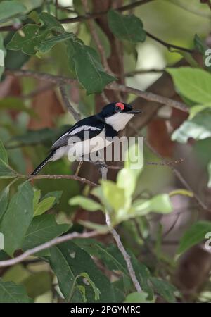 Brauner Klavierauge (Platysteira cyanea cyanea), männlich, hoch oben auf dem Zweig, Maulwurf N. P. Ghana Stockfoto