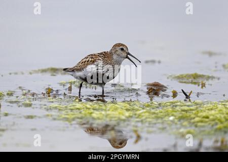 Dunlin (Calidris alpina), Erwachsener, Zucht Gefieder, anrufend, Walking in flachem Wasser, Orkney, Schottland, Vereinigtes Königreich Stockfoto