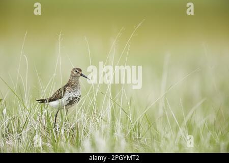 Dunlin (Calidris alpina), ausgewachsen, Zuchthupfer, auf einem grasbedeckten Gebiet in Feuchtgebieten, Island Stockfoto