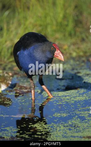 Lila Rebhuhn, Violette Moorhuhn, Violette Schiene, Violette Schienen, Schienen, Tiere, Vögel, Pukeko (Parphyrio melanotus) in flachem Wasser, Neuseeland Stockfoto