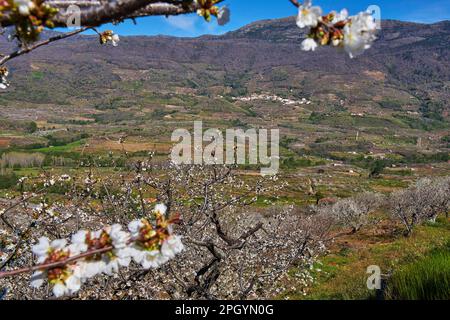 Kirschbäume (Prunus cerasus), Kirschbäume in voller Blüte, Jerte-Tal, Provinz Caceres, Extremadura, Spanien Stockfoto