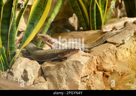 Sudanesische Eidechse (Gerrhosaurus major), Zoo, Breslau, Niederschlesien, Polen Stockfoto