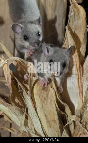 Fat Dormouse, essbare Dormouse (Glis glis), Klettern auf Maiskolben, die zum Trocknen hängen, Jungtiere Stockfoto