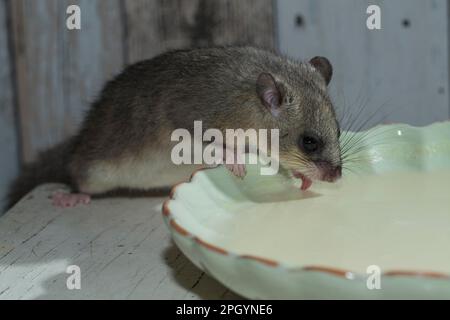 Fat Dormouse, essbare Dormouse (Glis glis), in der Küche füttern, Milch ablecken Stockfoto