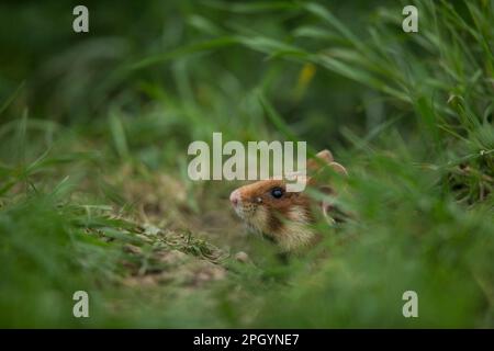 Europäischer Hamster (Cricetus cricetus), Erwachsener, Wien, Österreich Stockfoto