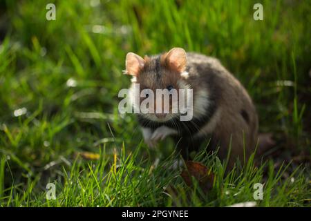 Europäischer Hamster (Cricetus cricetus), Erwachsener, Wien, Österreich Stockfoto