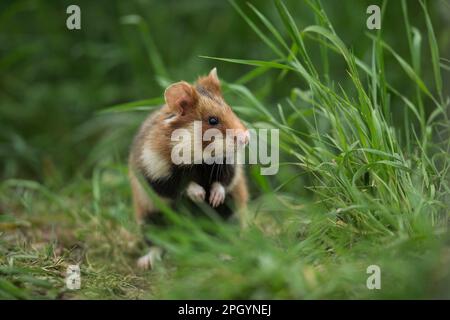 Europäischer Hamster (Cricetus cricetus), Erwachsener, Wien, Österreich Stockfoto