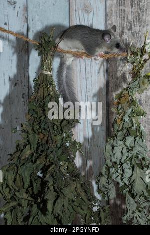 Fat Dormouse, essbare Dormouse (Glis glis), die sich mit Kräutern zum Trocknen anschmiegen Stockfoto