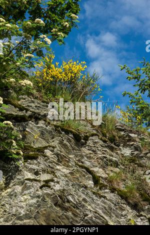 Besenblüten im Eifel-Nationalpark, Nordrhein-Westfalen Stockfoto