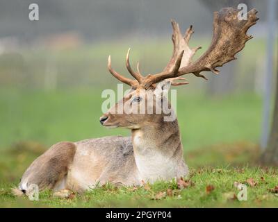 Damhirsch Stockfoto