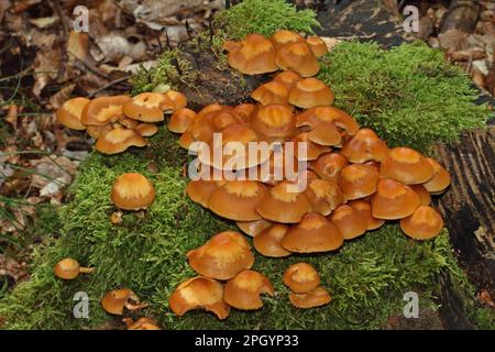 Ummantelten Stockschwämmchen Stockfoto