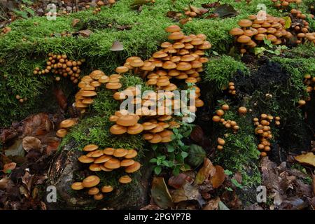 Ummantelten Stockschwämmchen Stockfoto