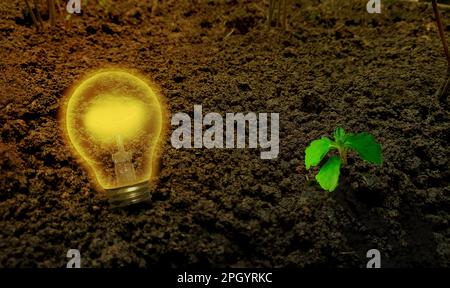 Glühbirne im Boden, aus der ein grüner Setzling wächst Stockfoto