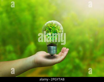 Glühbirne mit grüner Pflanze in der Hand auf verschwommenem Naturhintergrund. Ökologiekonzept. Green Energy eine Hand-Hold-Glühlampe mit Baum im Inneren Stockfoto