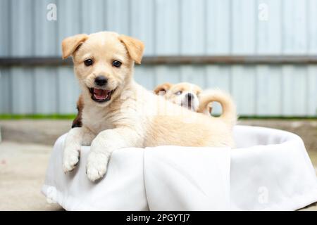 Kleine süße Hunde im Hof Stockfoto