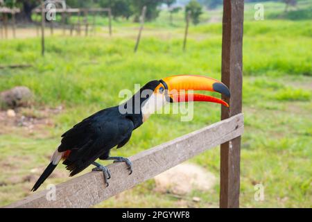 toucan im Freien. toucan in der Tierwelt. toucan in Wildtieren öffnet Orangenschnabel. Stockfoto